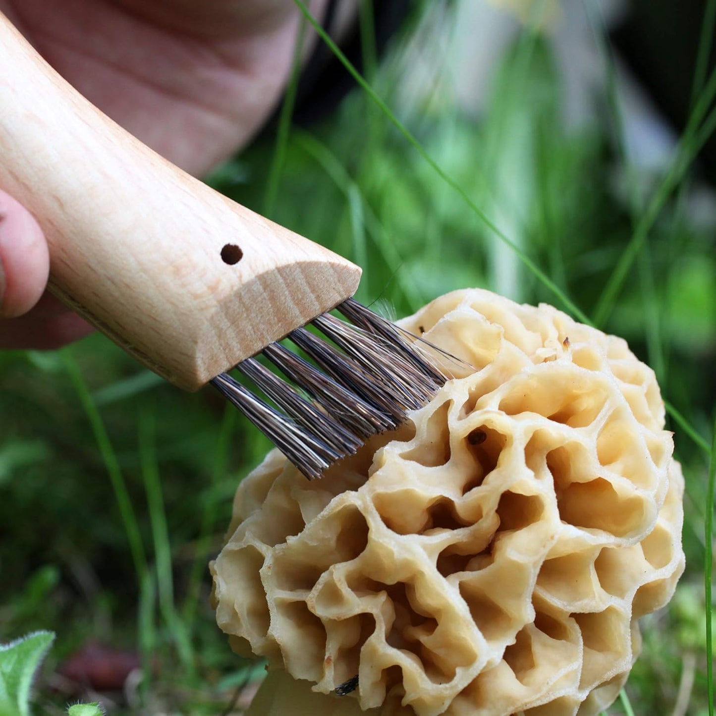 Pilzmesser mit Wildschweinborsten