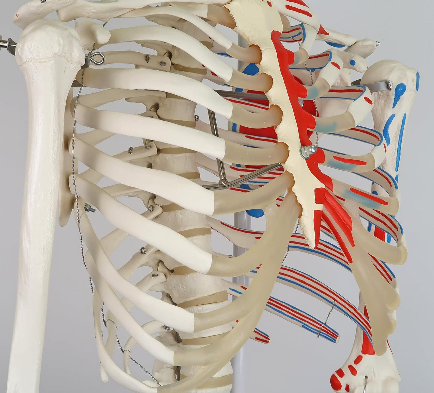 Mini-Anatomie-Skelett mit flexiblen Gelenken, Modell Phil, Metallstativ mit Muskeldarstellung