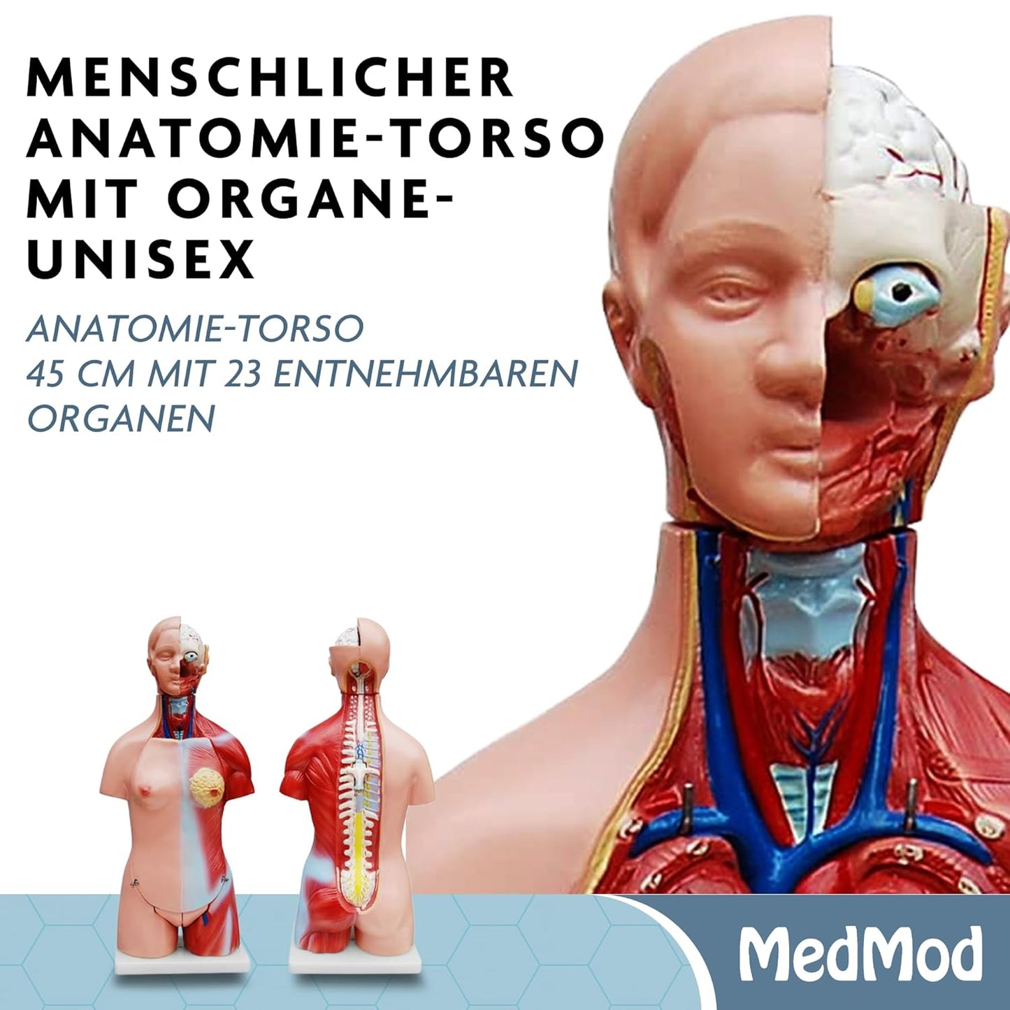 Anatomiemodell Torso V1 mit herausnehmbaren Organen, Torso 45cm V1