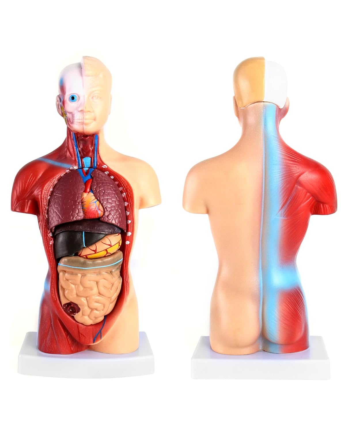 15-teiliges Anatomie Modell-Set mit herausnehmbaren Organen