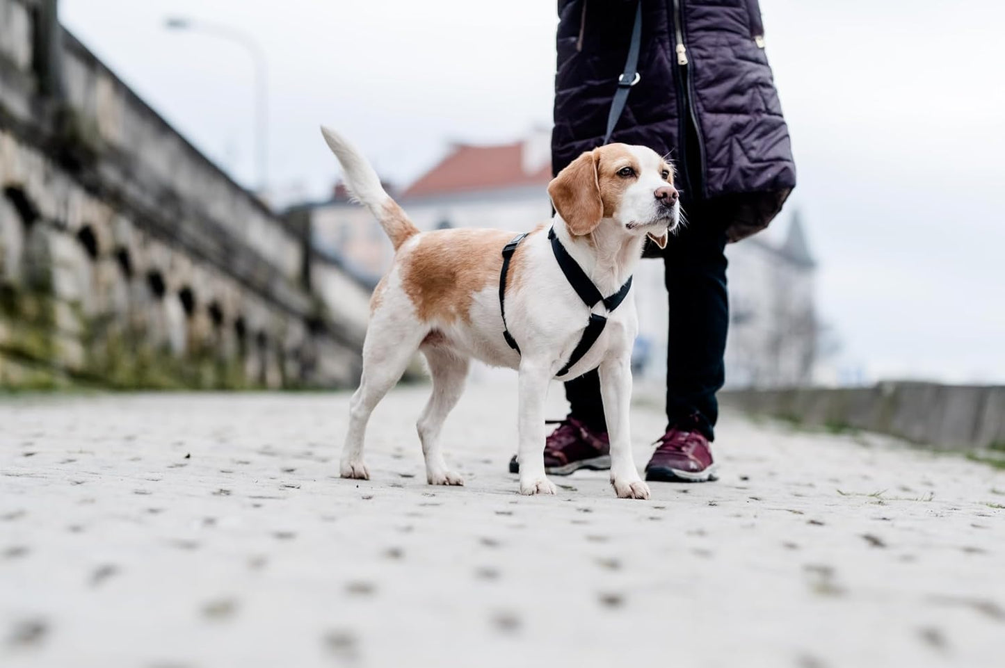 Hundegeschirr für mittelgrosse Hunde, L Schwarz