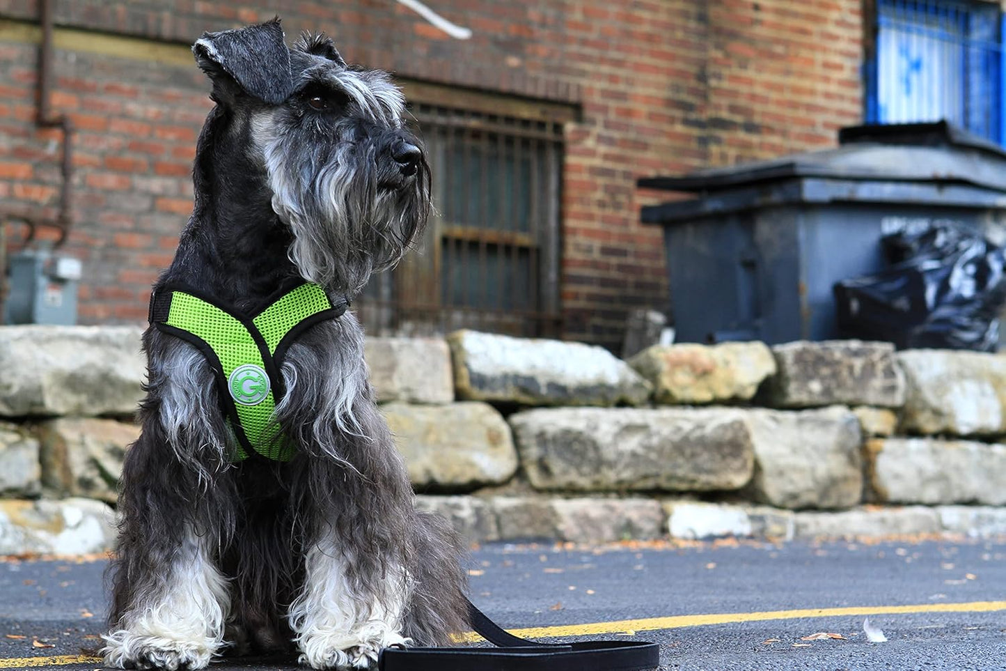 Comfort X Hundegeschirr, Small chest (9-13") / grün