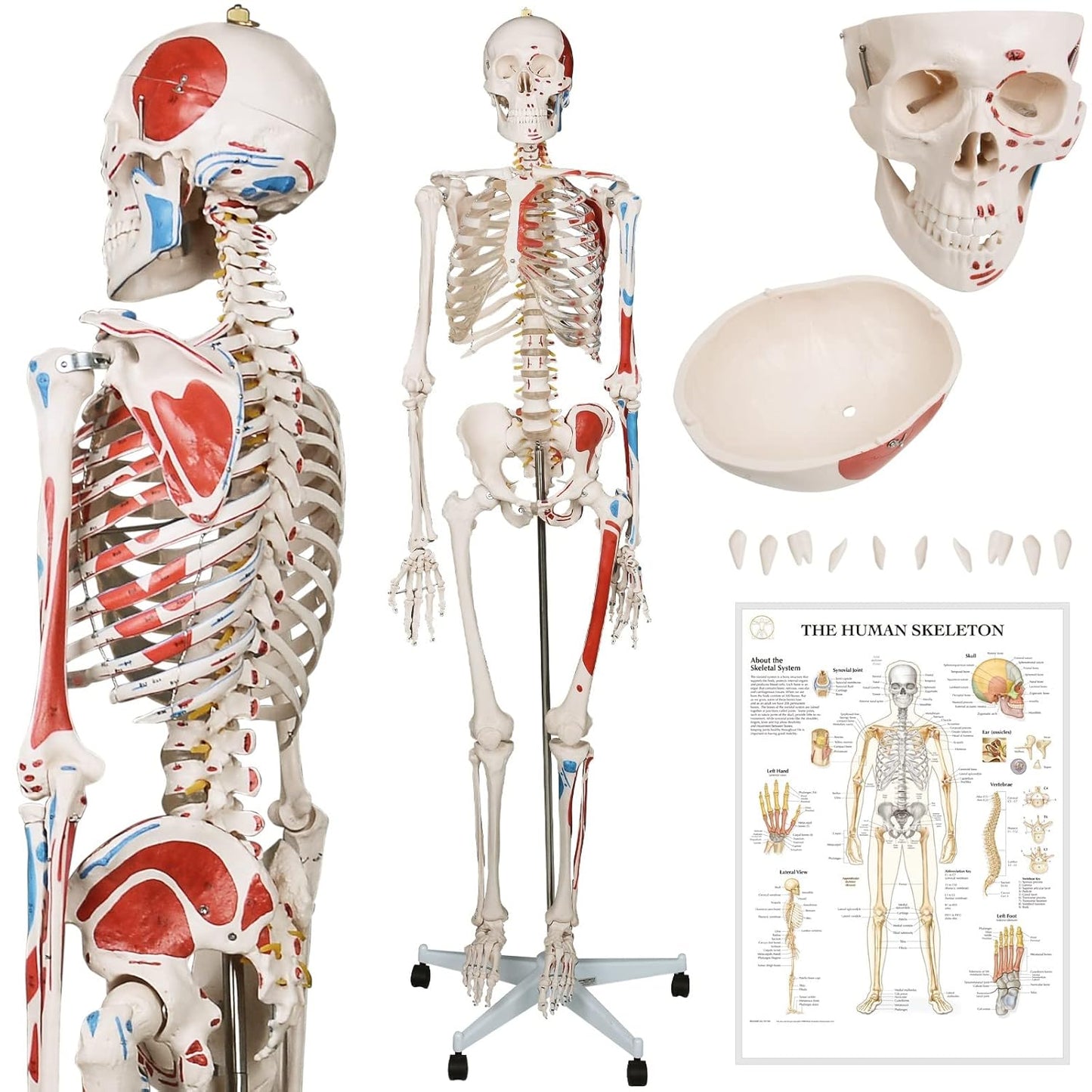 Anatomie Skelett mit Muskelbemalung