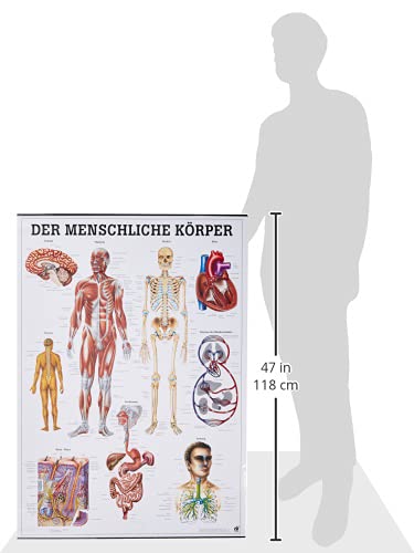Der menschliche Körper Poster (70x100 cm), Single