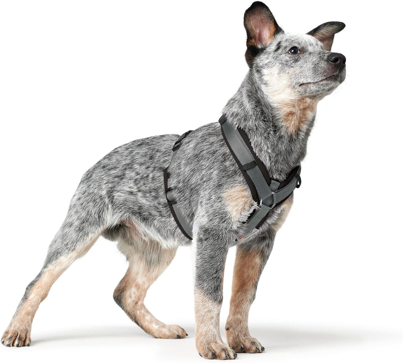 Hundegeschirr Maldon UP, reflektierend, verstellbar, schwarz/grau L