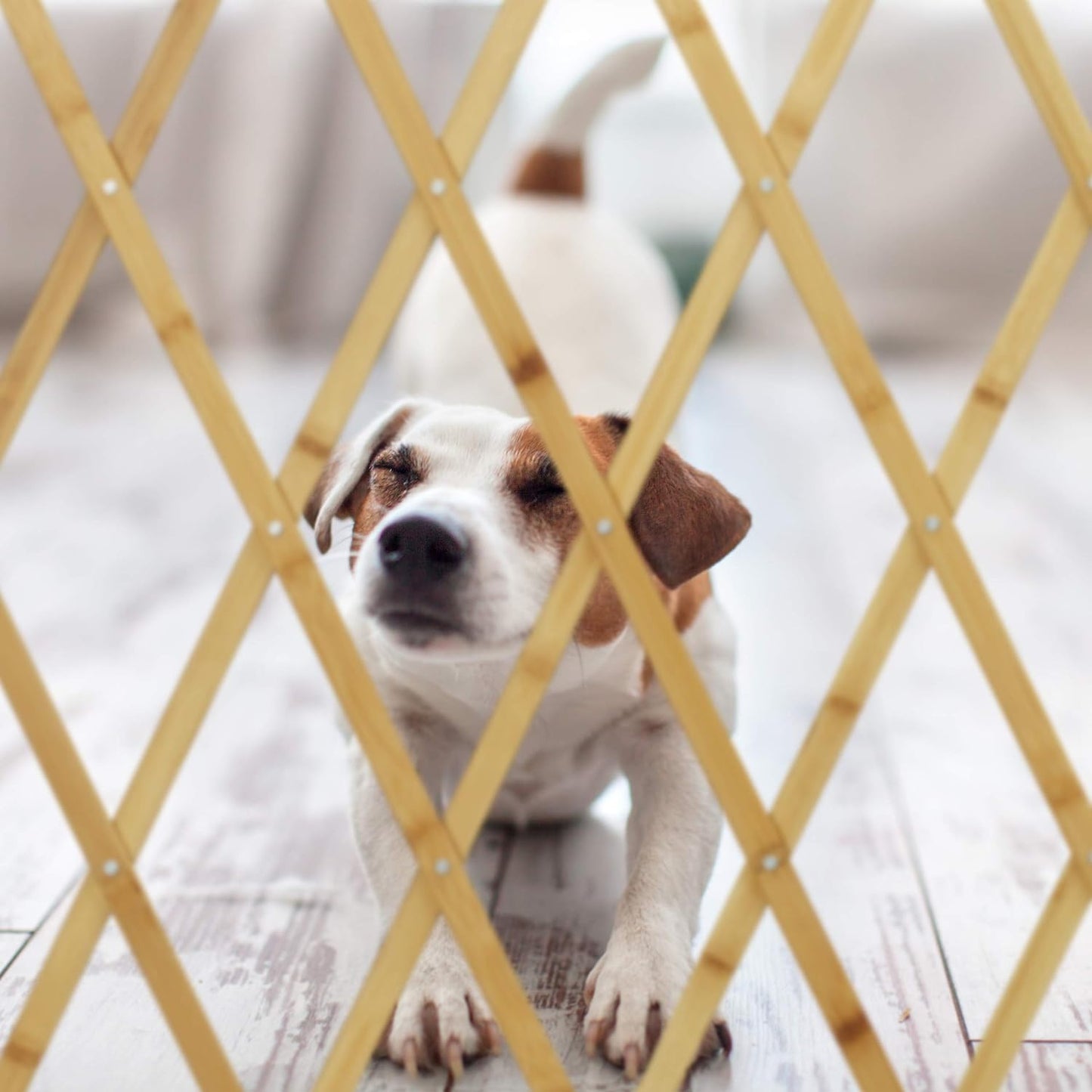 Hundeabsperrgitter, L