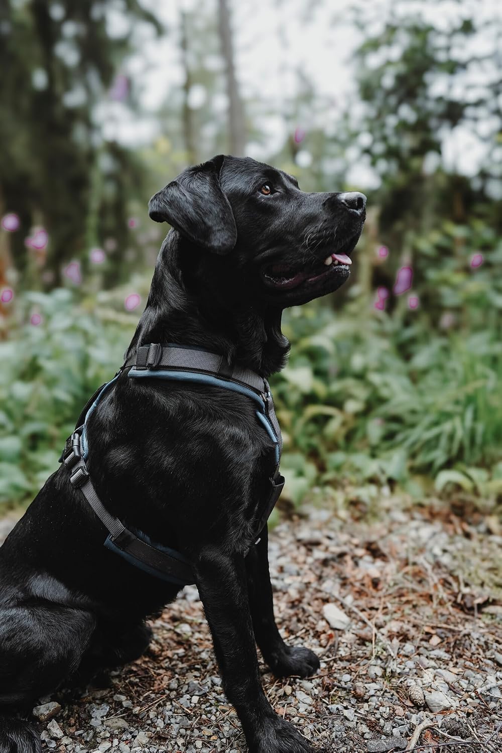 Hundegeschirr Maldon Up, petrol/grau Medium