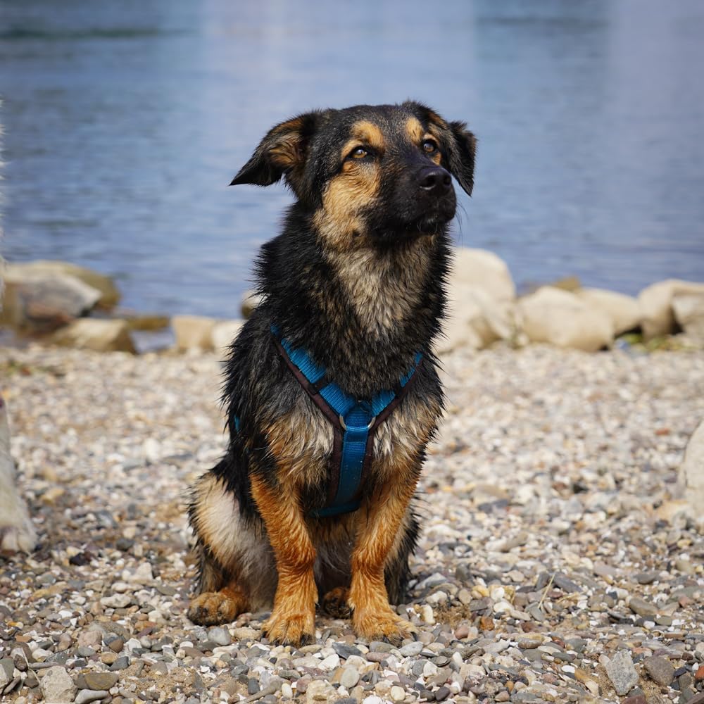 Hundegeschirr Fun, XS-Standard