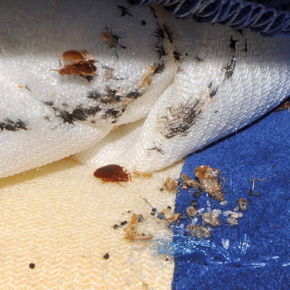 Cimex Eradicator Bettwanzenentferner mit Trockendampf