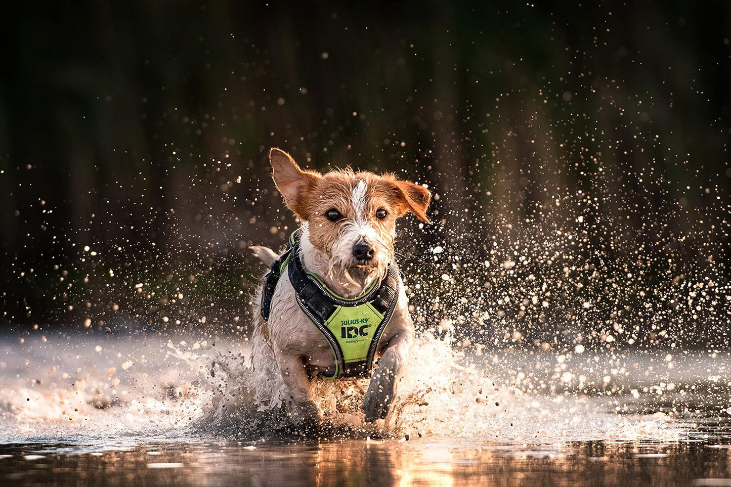 Longwalk - Hundegeschirr, Neon-Grau XS