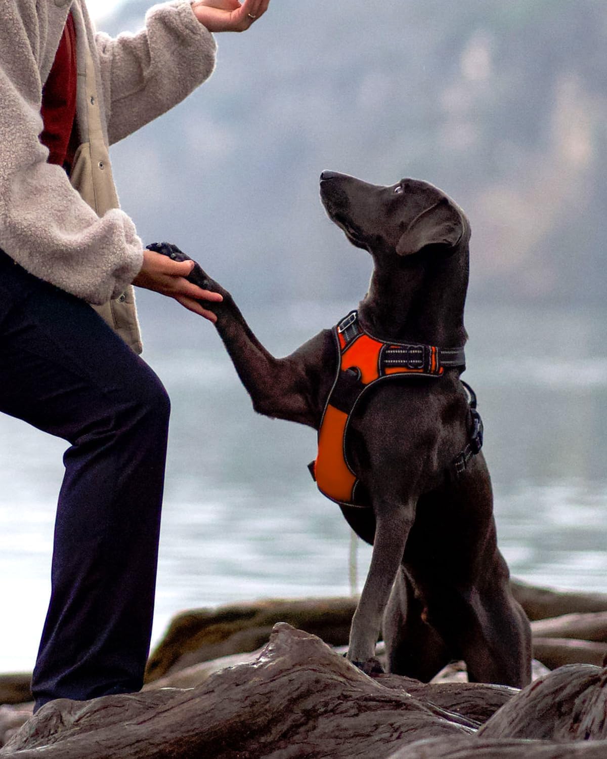 Reflektierendes Hundegeschirr, L (1er Pack) Orange