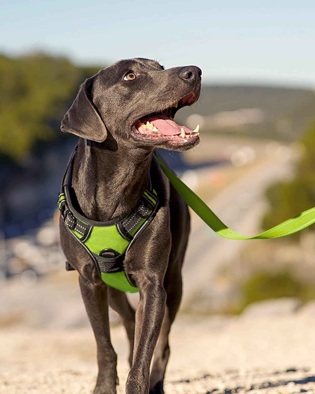 Reflektierendes Hundegeschirr, L (1er Pack) Grün