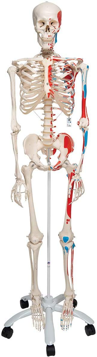 Mini-Anatomie-Skelett mit flexiblen Gelenken, Modell Phil, Metallstativ mit Muskeldarstellung