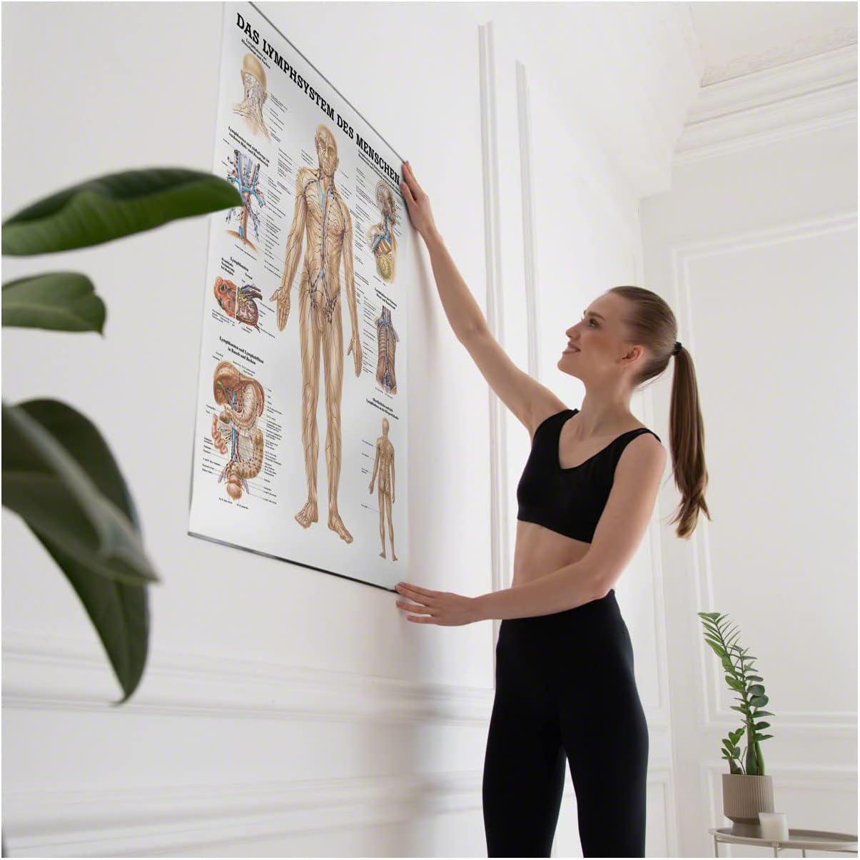 Lehrtafel Das Lymphsystem des Menschen