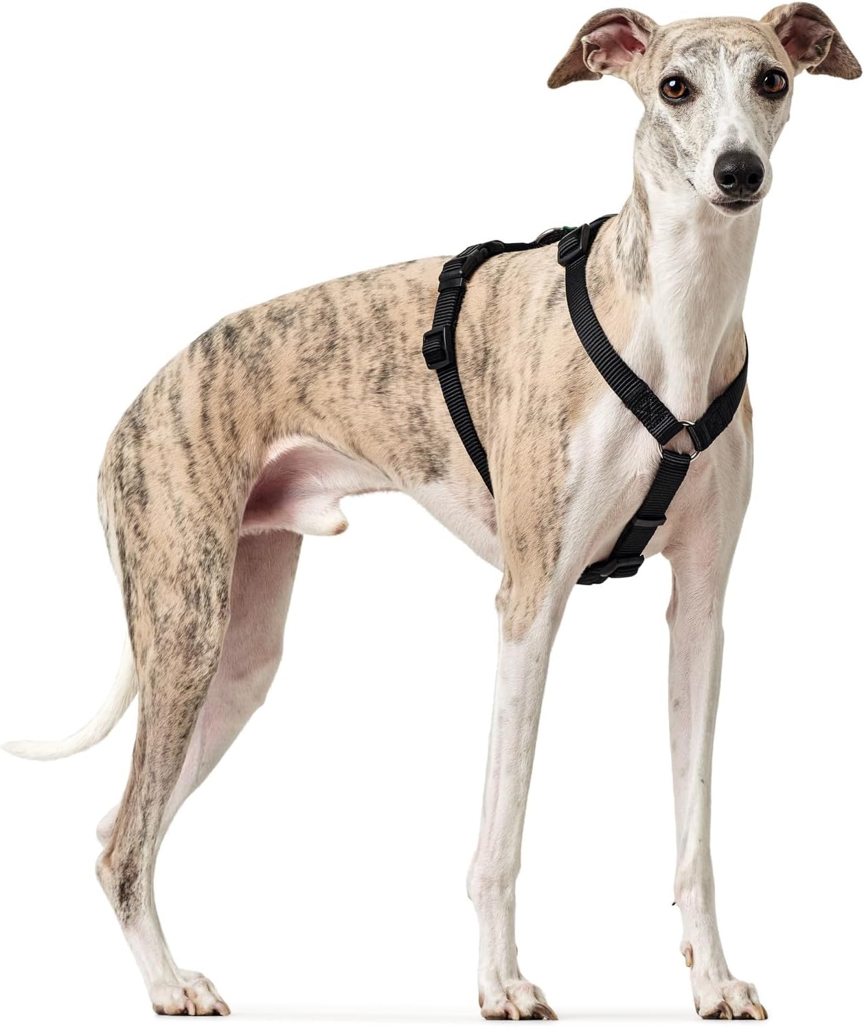 Hundegeschirr 38-52 cm Braun Schwarz XS/S, schwarz Einheitsgrösse