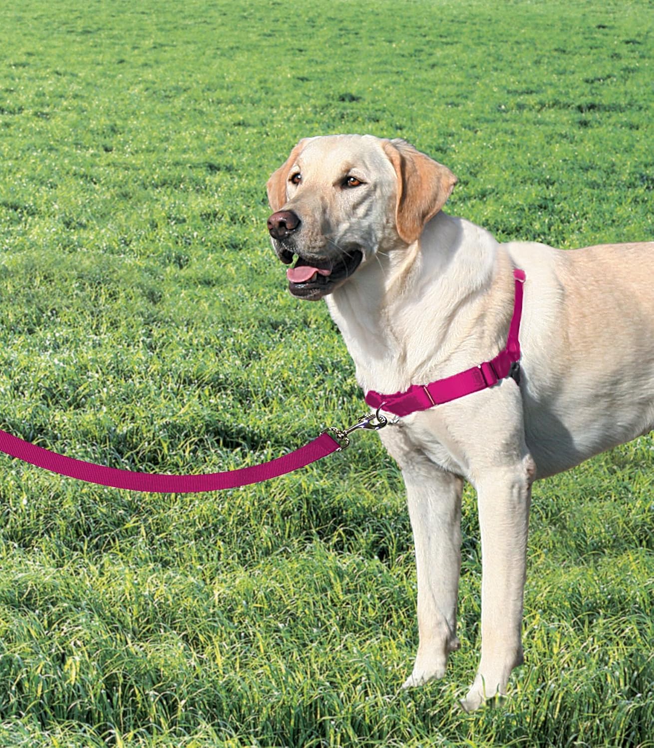 Easy Walk Anti-Zieh-Hundegeschirr mit 1,8 m Leine, L Rosa