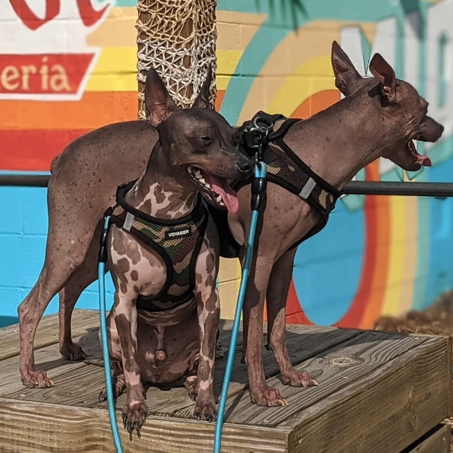 Step-In Hundegeschirr Air Mesh, XS (Chest: 13 - 14.5 Army Base