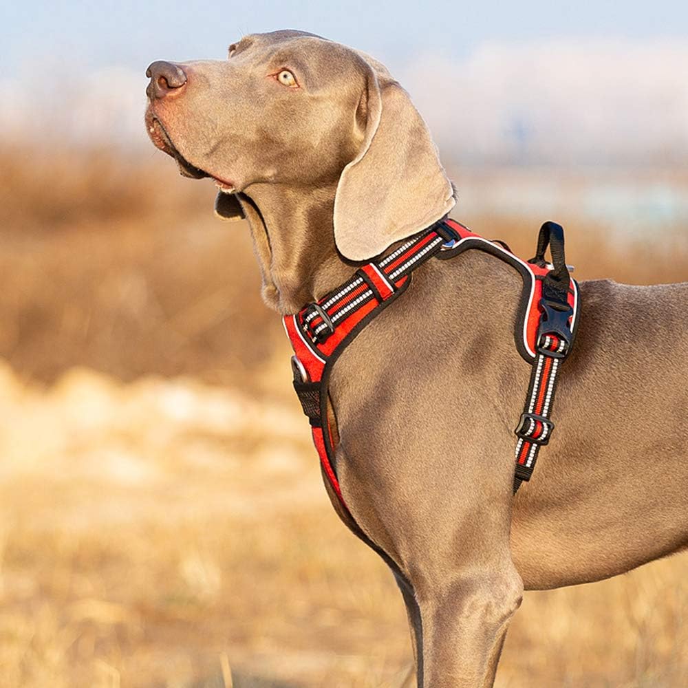 Hundegeschirr, S ; Rot