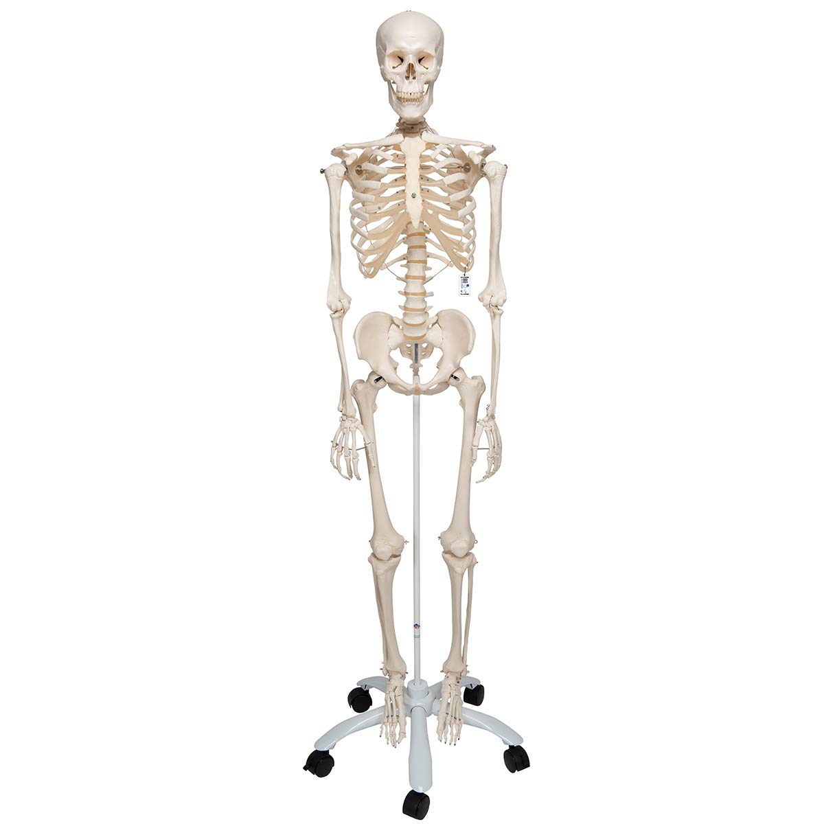 Anatomie Skelettmodell mit Metallstativ (5 Rollen), Metallstativ mit 5 Rollen