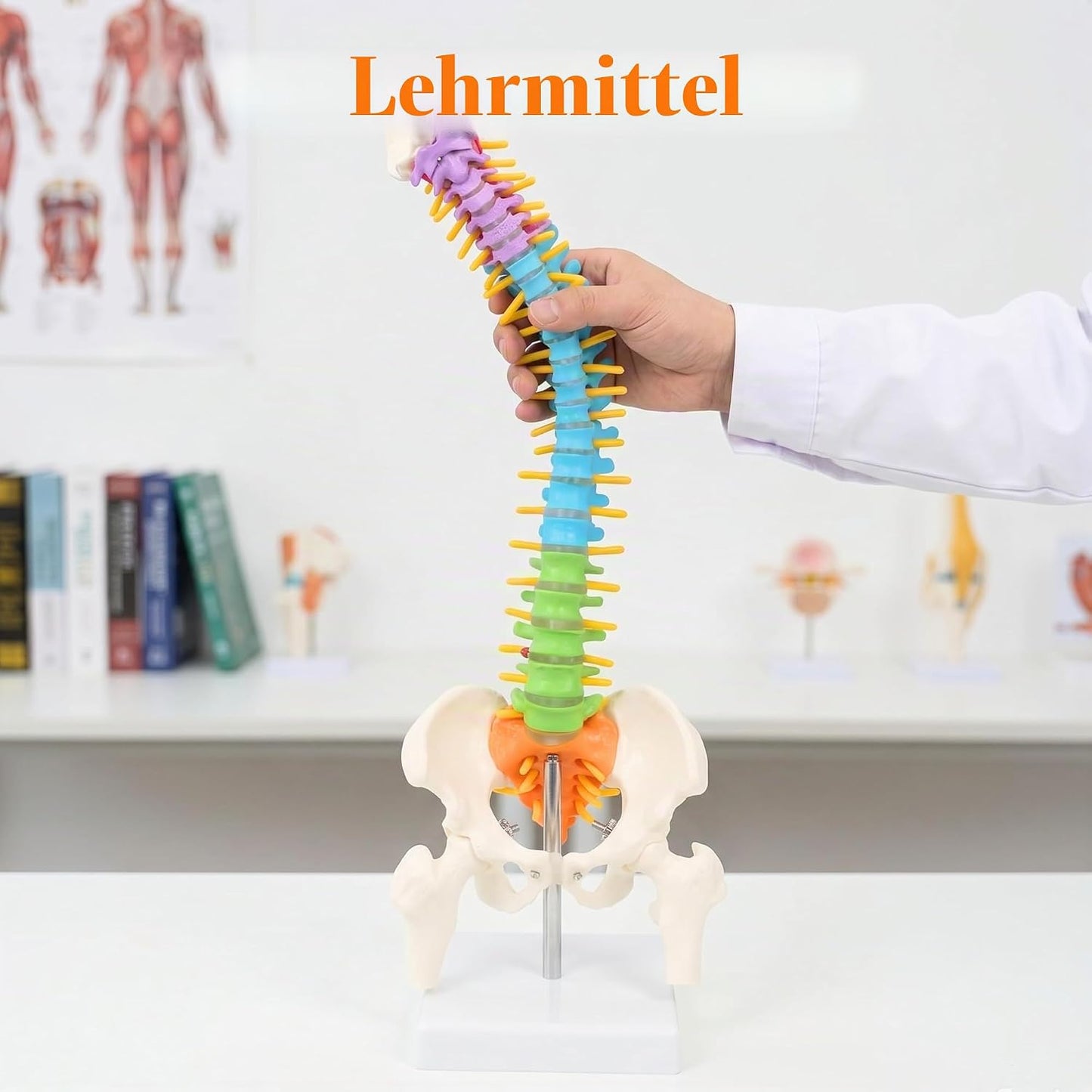 Flexibles Wirbelsäulenmodell mit Spinalnerven