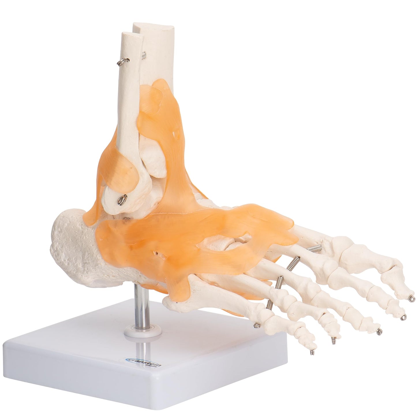 Lebensgrosses Fussskelett mit Schien- und Wadenbeinansatz, Mit Ligamenten