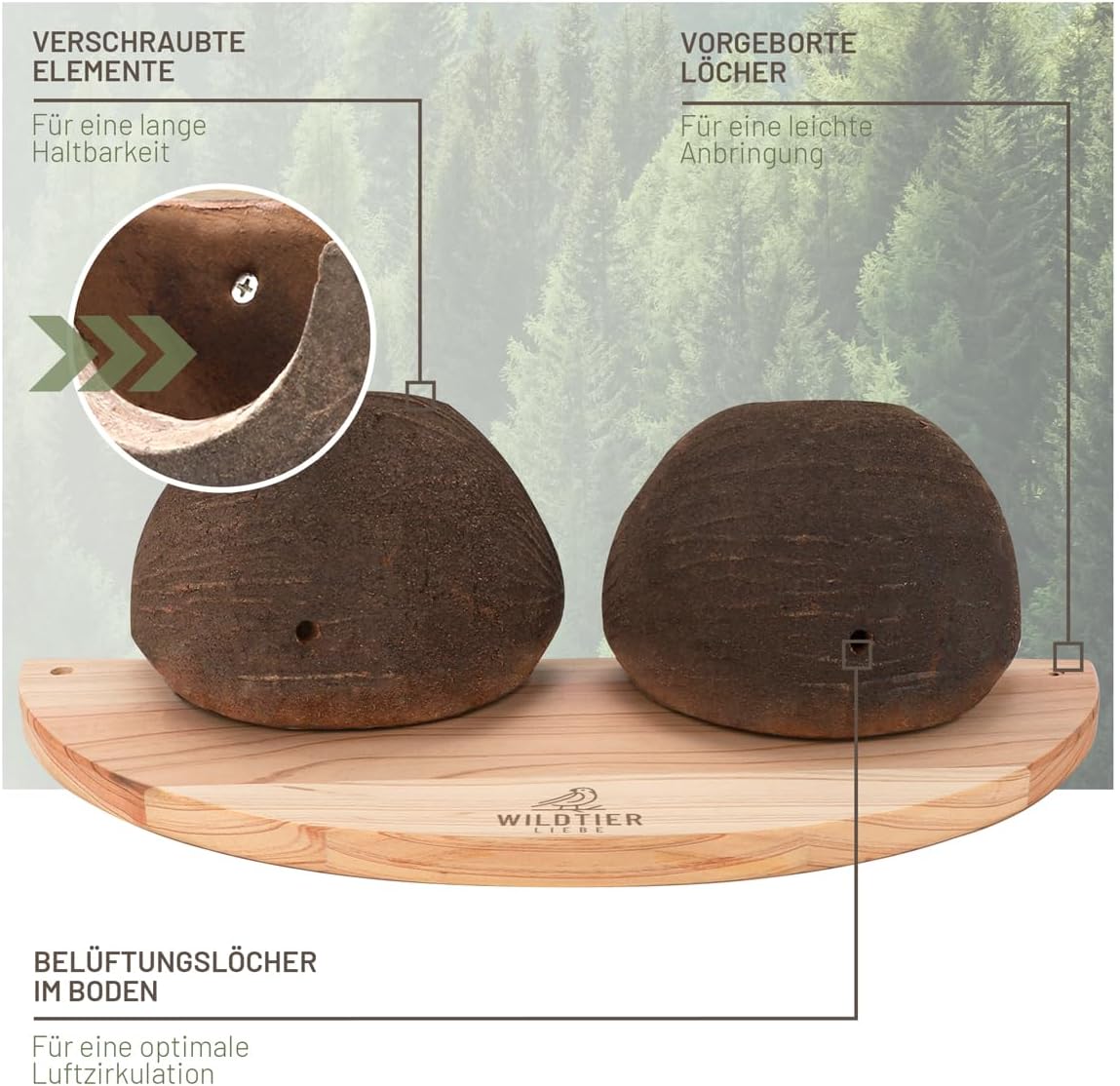 Doppel Mehlschwalbennest, Doppelnest-Mehlschwalben