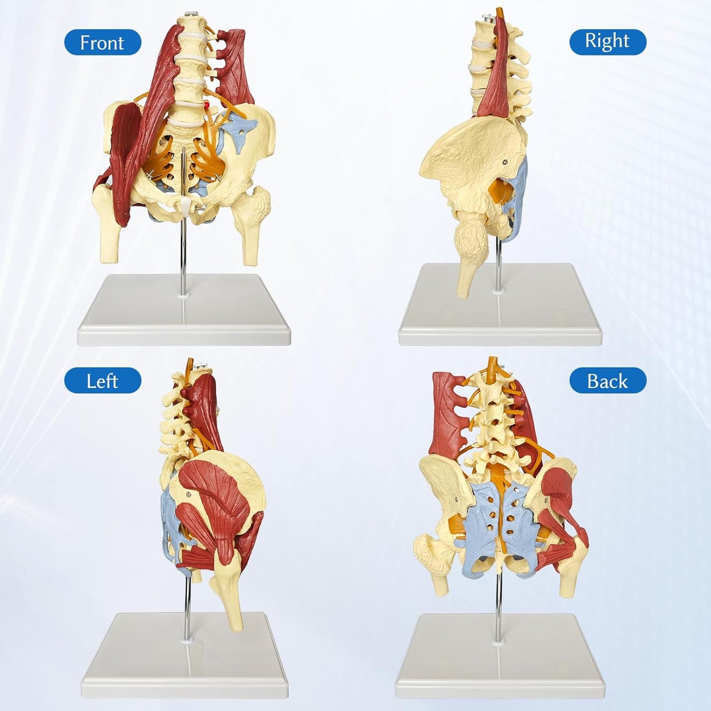 Anatomisches Beckenmodell mit Lendenwirbelsäule, Beckenmodell Mit Lendenwirbelsäule