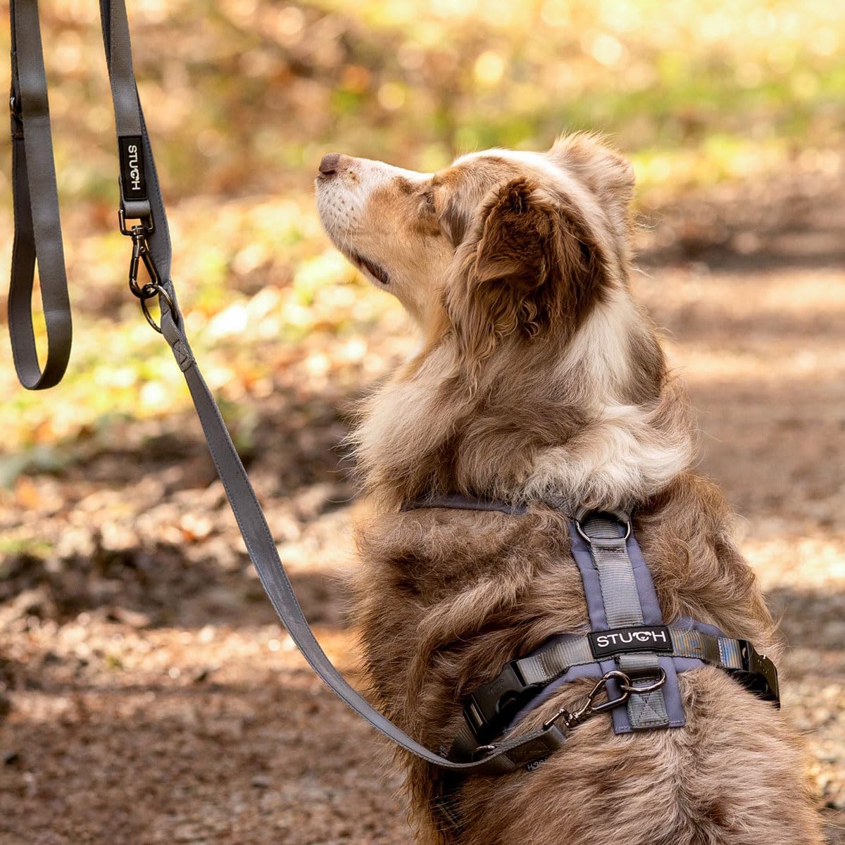 Verstellbares Hundegeschirr, Schwarz S