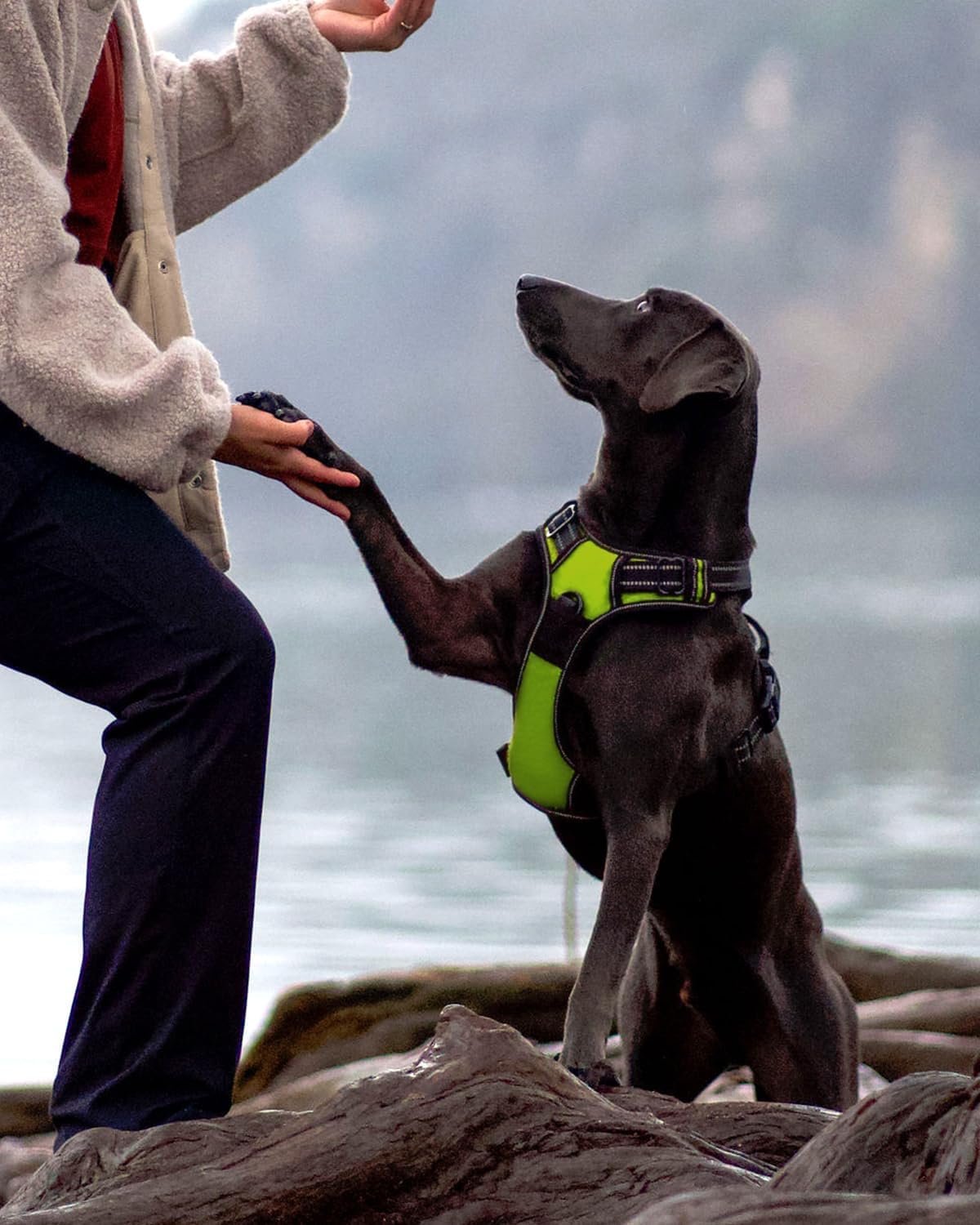 Reflektierendes Hundegeschirr, verstellbar mit Griff, S (1er Pack) Grün