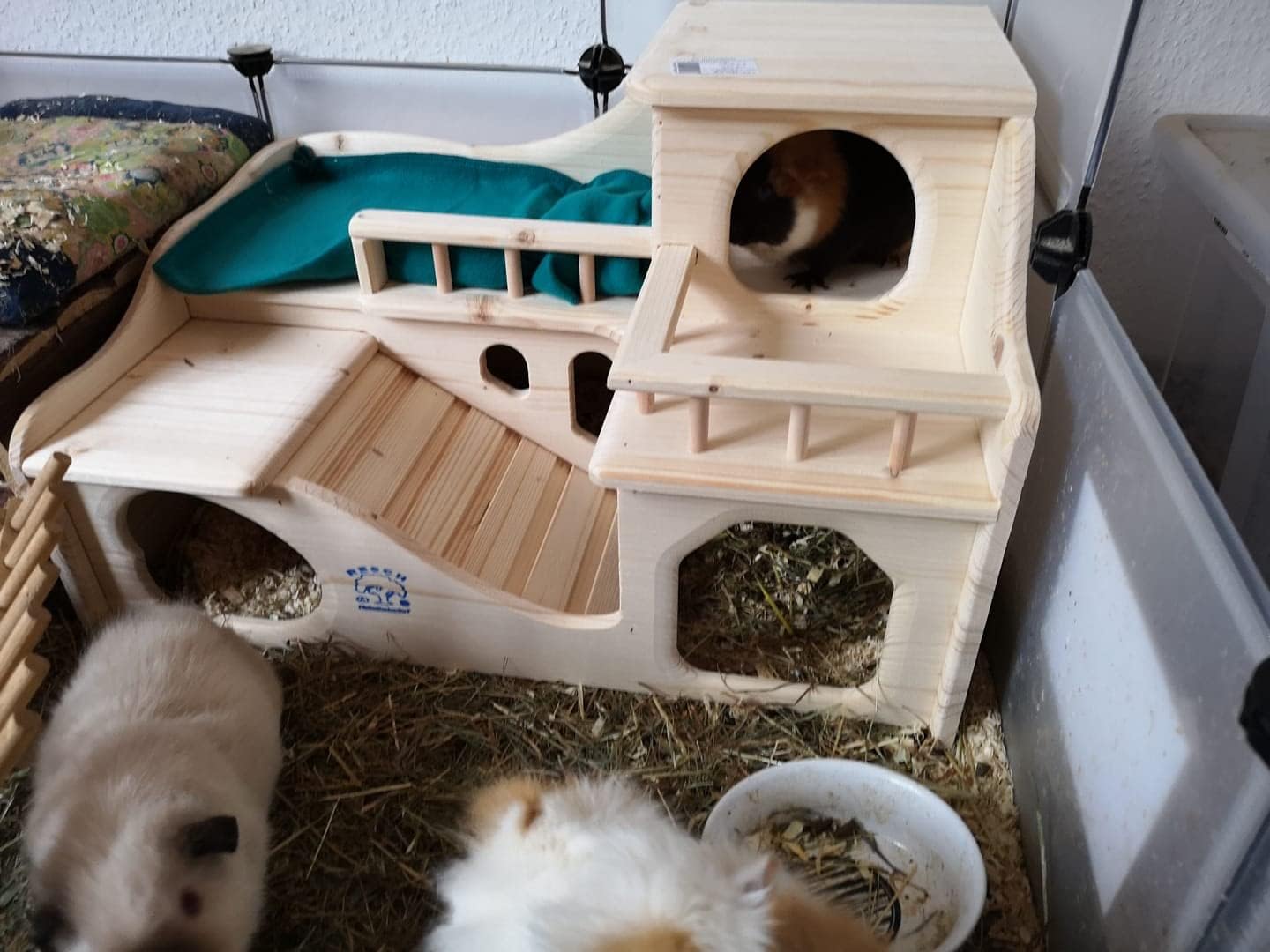 Meerschweinchenschloss mit Tunnel