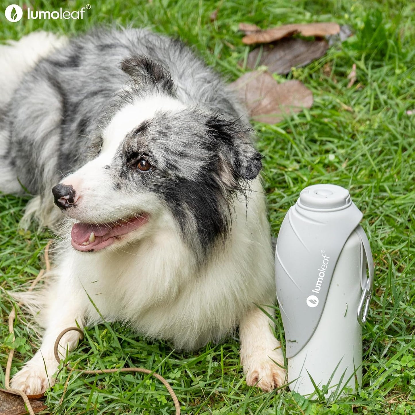 Isolierte Hundewasserflasche, Grau 800 ml