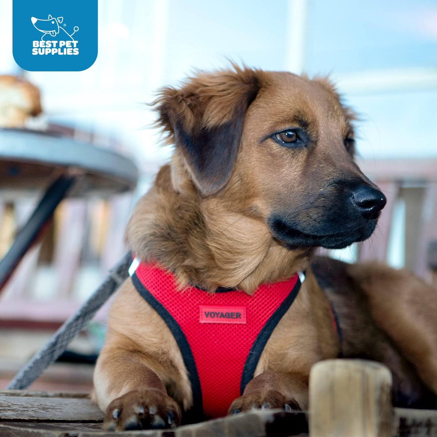 Step-In Air Hundegeschirr, Geschirr (rot/schwarzer Rand) XL (Chest: 20.5 - 23")