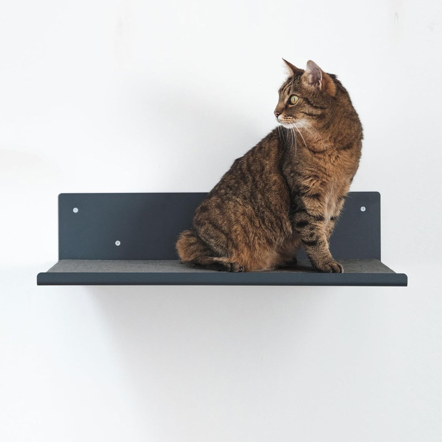 Wandliege für Katzen, mit Filz-Auflage Anthrazit