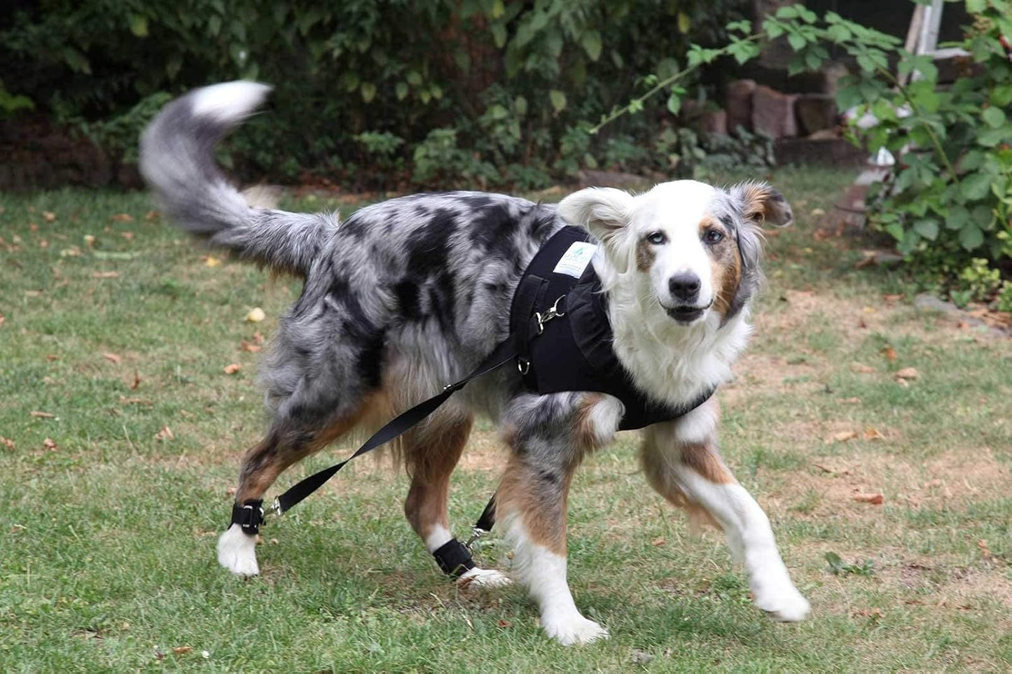 Brust-, Reha- & Trainingsgeschirr für Hunde mit Gelenkproblemen, XS, Schwarz