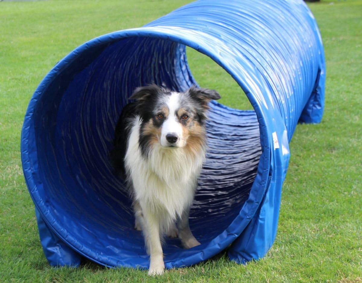 Agility Hundetunnel mit Stützsandsäcken, 3m, 3m / 80cm blau