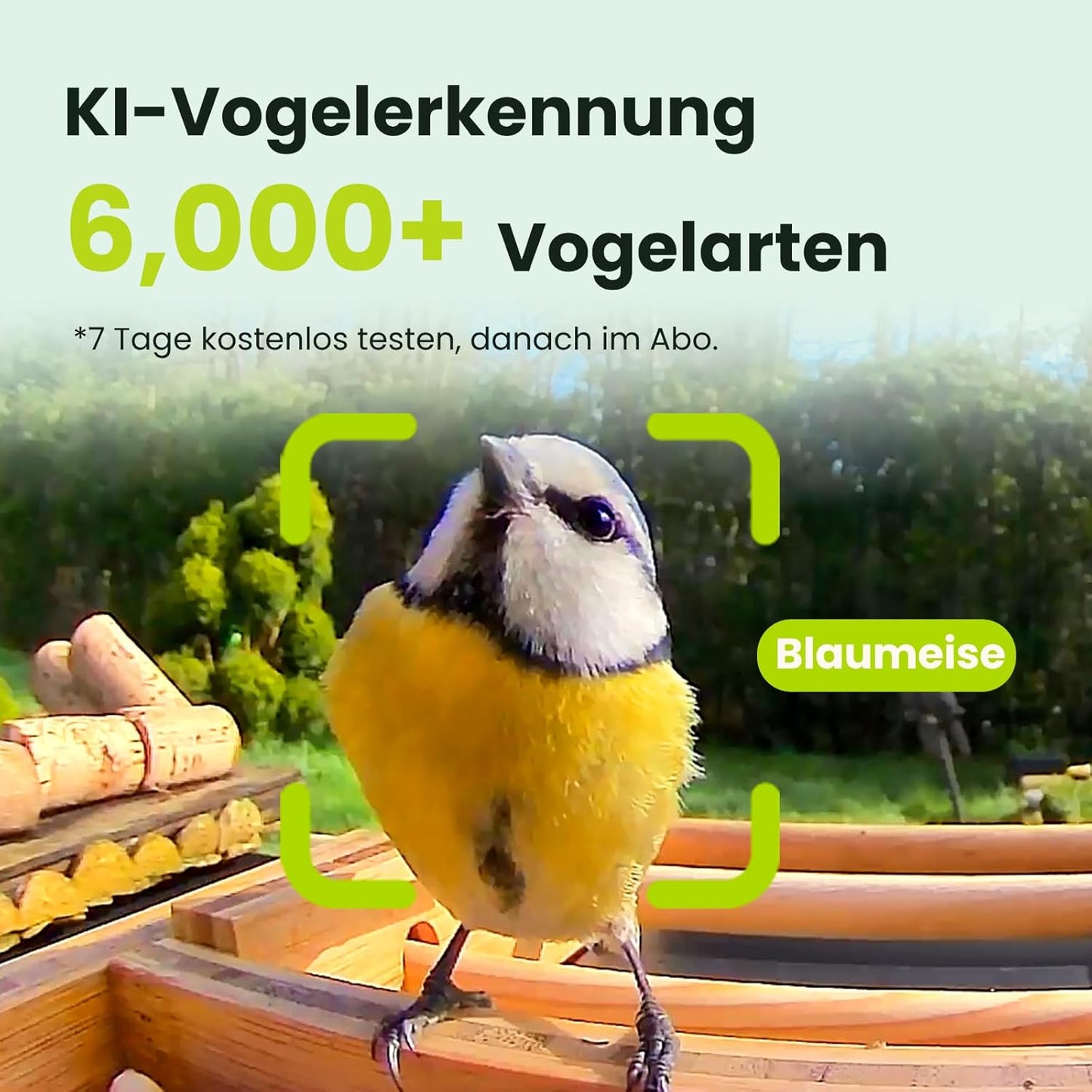 Vogelfutterhaus mit Kamera und Nachtsichtfunktion, AI by Subscription