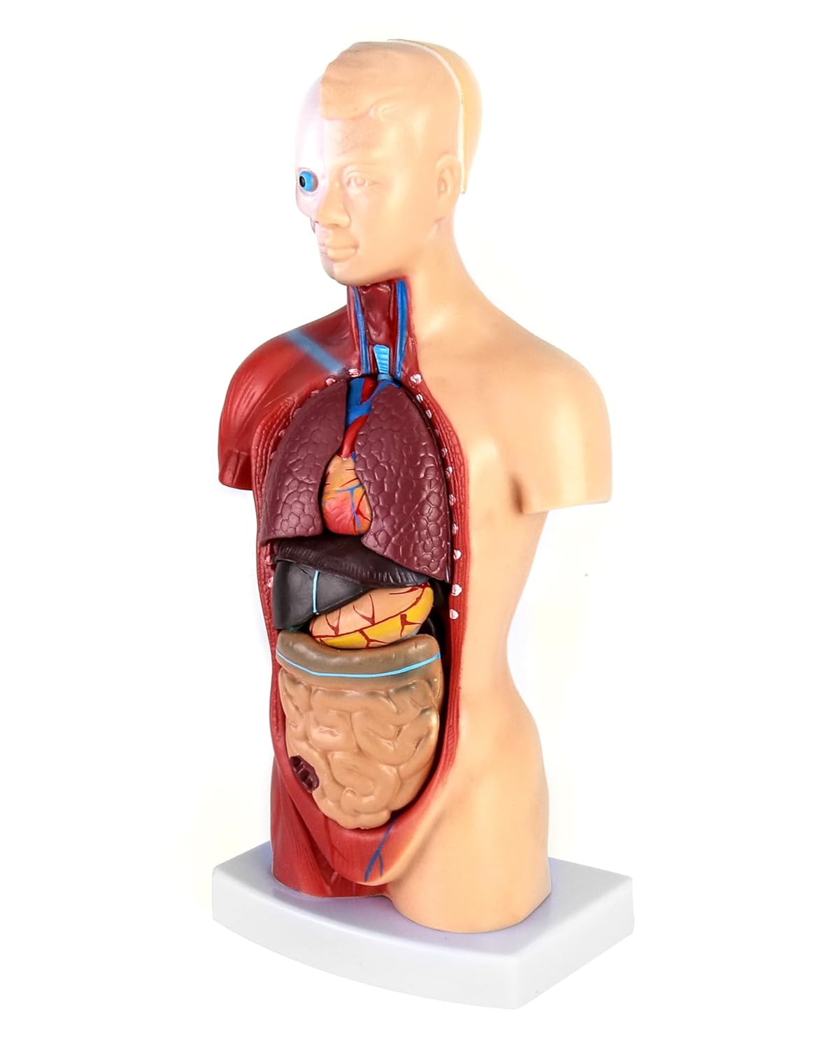 15-teiliges Anatomie Modell-Set mit herausnehmbaren Organen