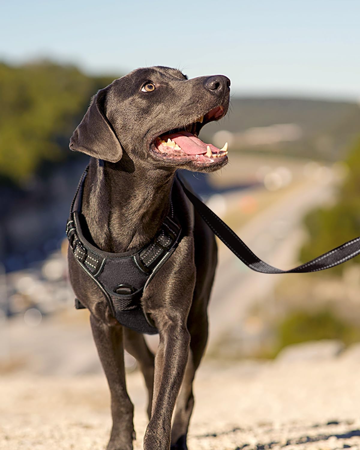 Reflektierendes Hundegeschirr, M (1er Pack) / Schwarz
