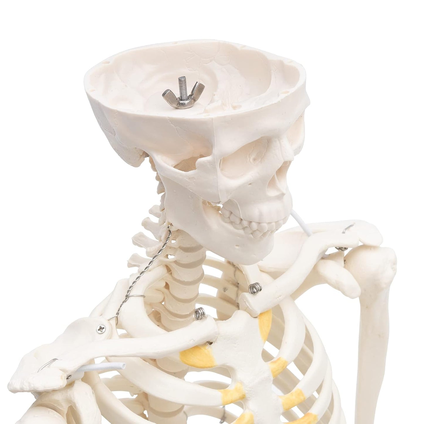 A-117 Mini-Skelett, anatomisch
