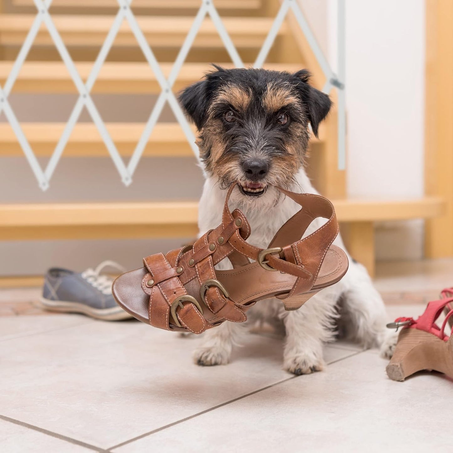 Hundeabsperrgitter, L