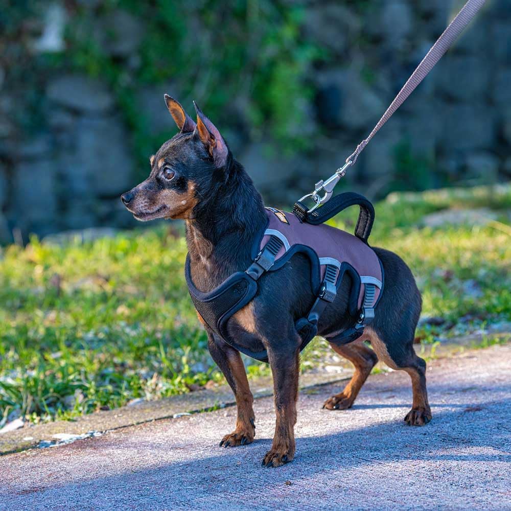 Ausbruchsicheres Hundegeschirr Ergotrekking, Braun Extra Small
