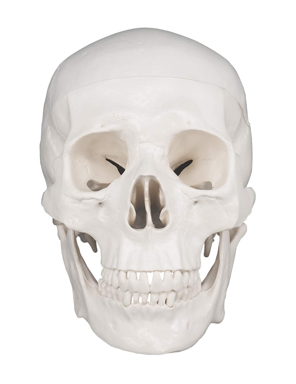 Anatomisches Schädelmodell mit abnehmbarer Schädeldecke, Weiss