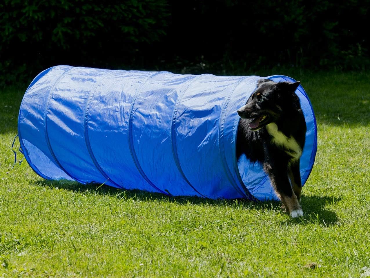 Tunnel für Hundetraining, M