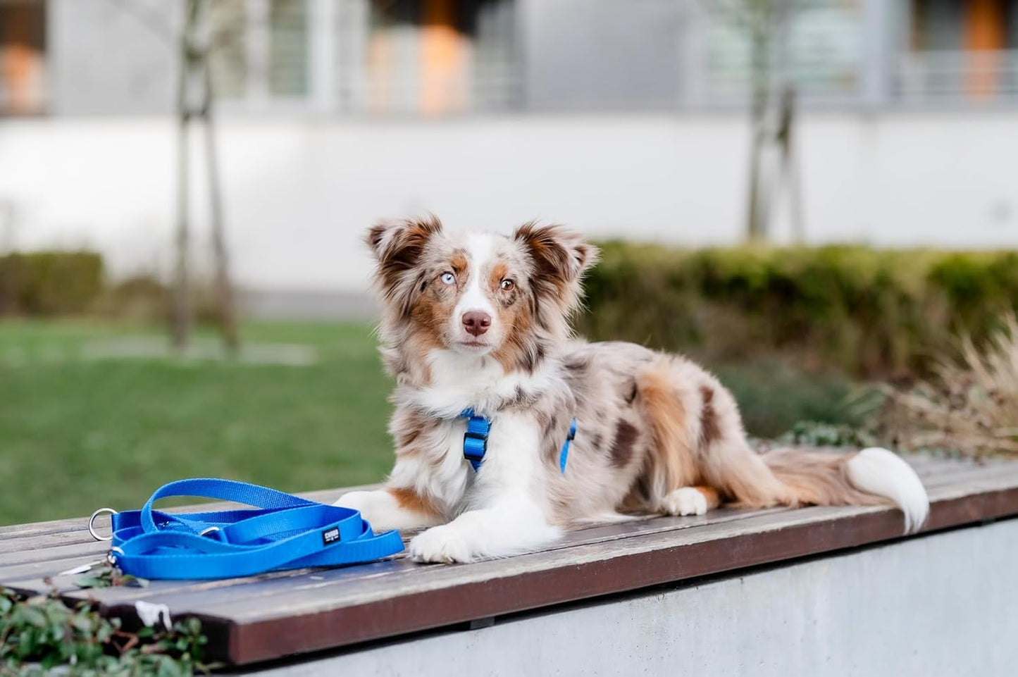 Guard Hundegeschirr, L Blau