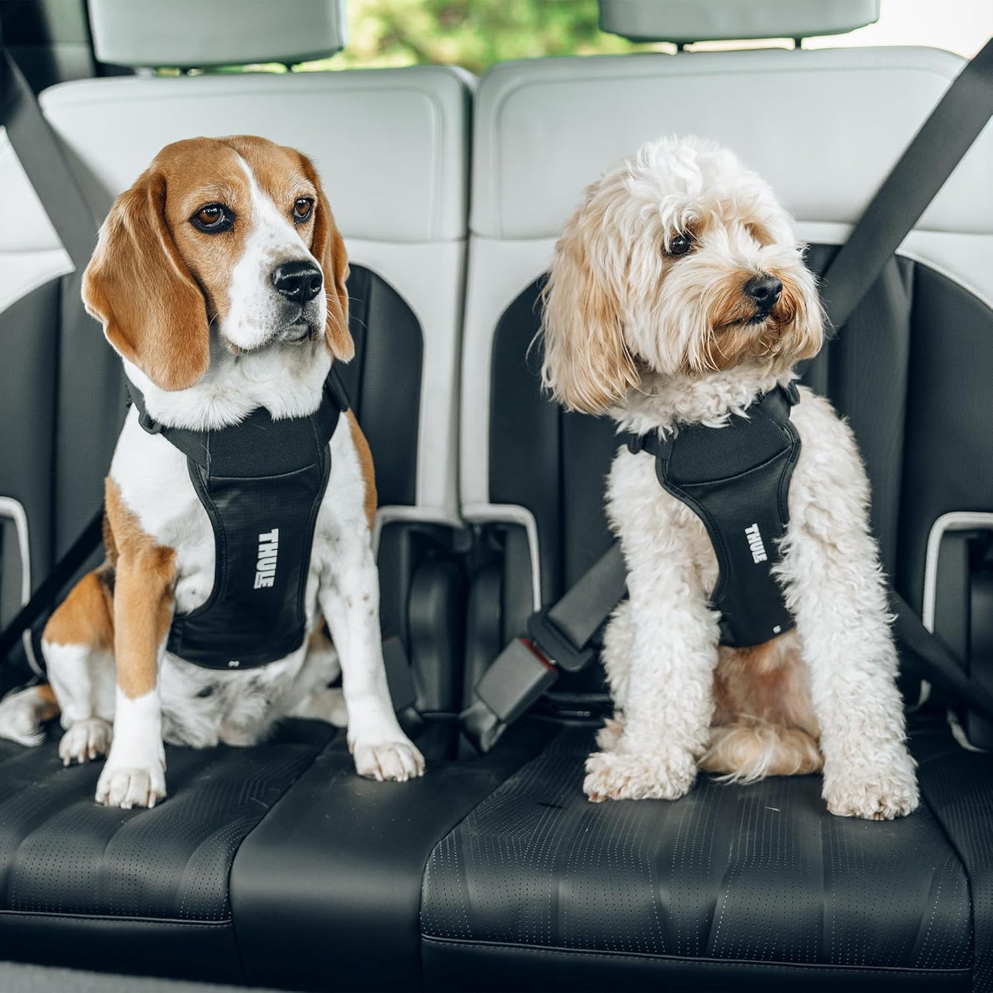 Cappy Hundegeschirr fürs Auto (Grösse S), Schwarz S