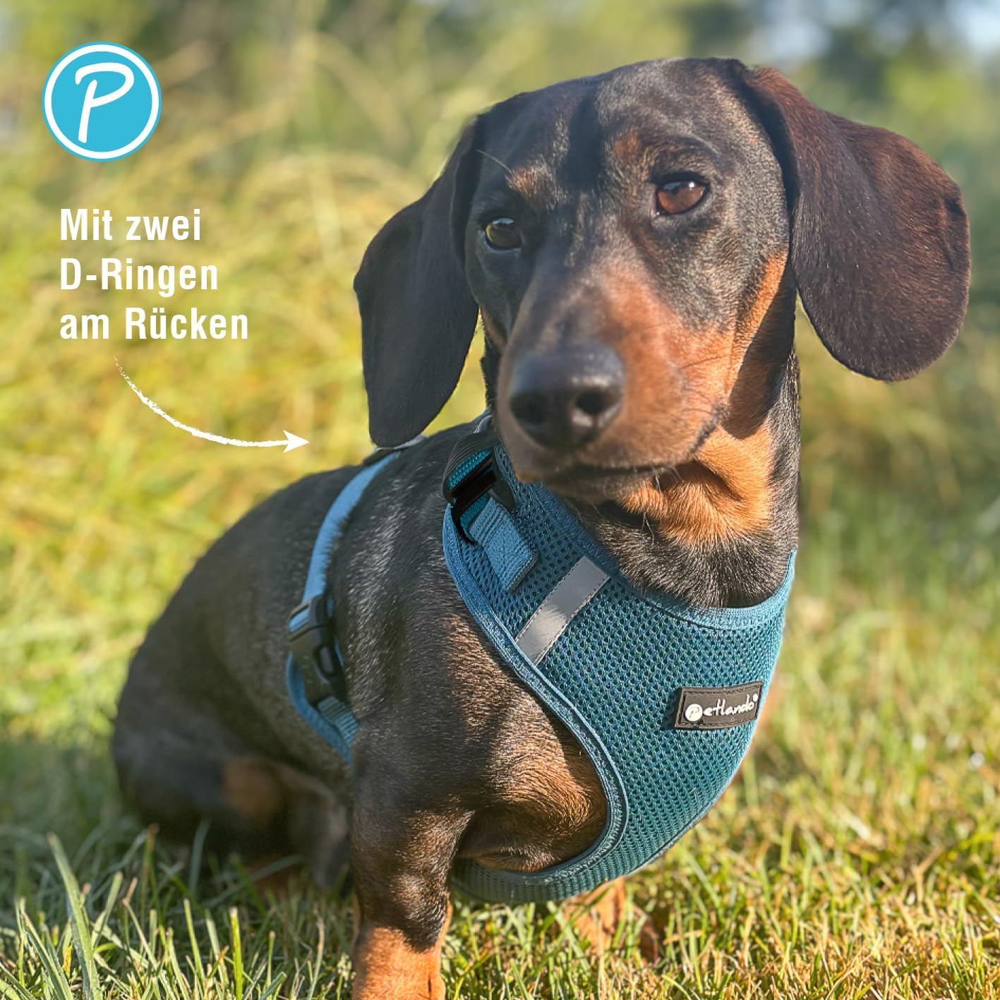 Hundegeschirr, Petrol XL