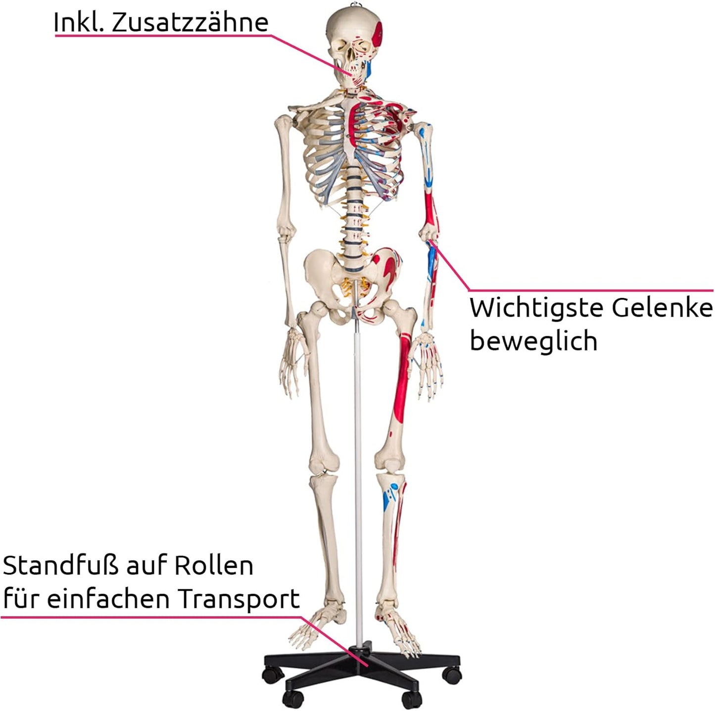 Anatomie Skelettmodell mit Muskelbemalung, Nr. 401755, Skelett mit Muskelbemalung | Nr. 401755