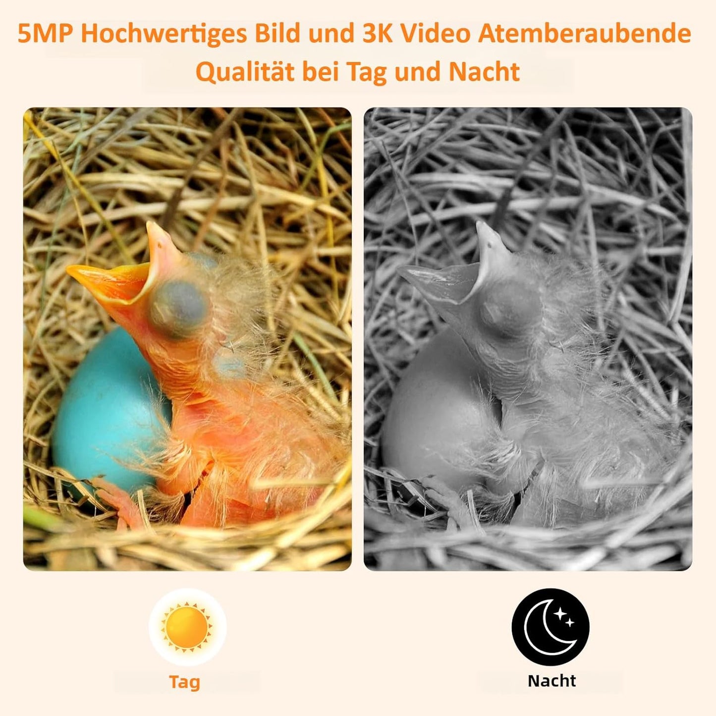 Vogelhaus mit Kamera & Solarbetrieb, Holz Vogelhaus Solar Kamera
