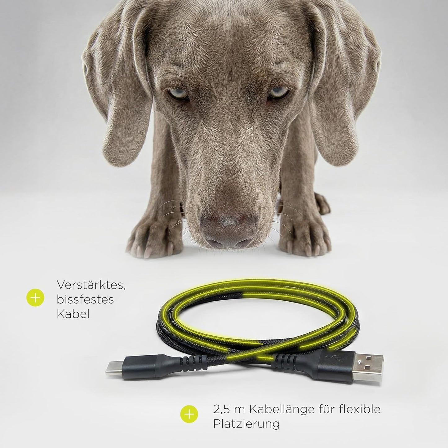 Automatischer Hunde-Futterspender mit Timer