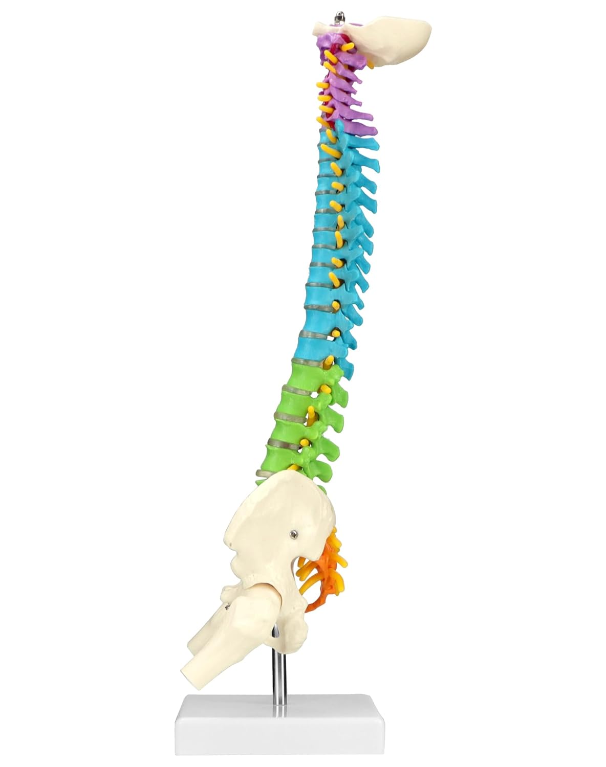 Flexibles Wirbelsäulenmodell mit Spinalnerven, Becken und Oberschenkeln
